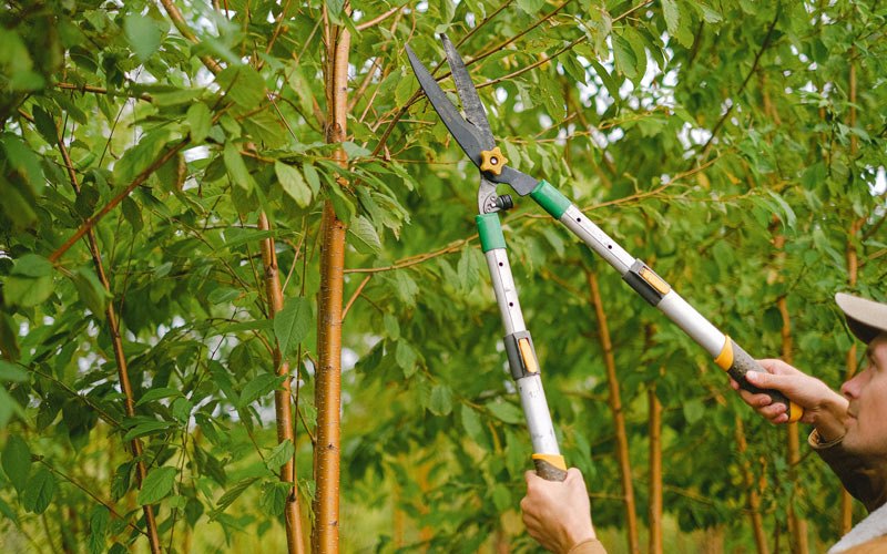Tree trimming in North Loup, NE